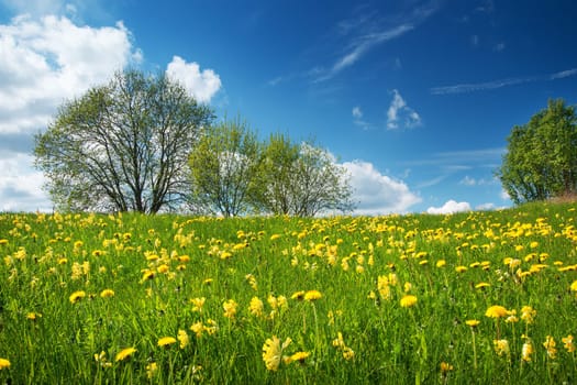 Field with yellow dandelions and blue sky