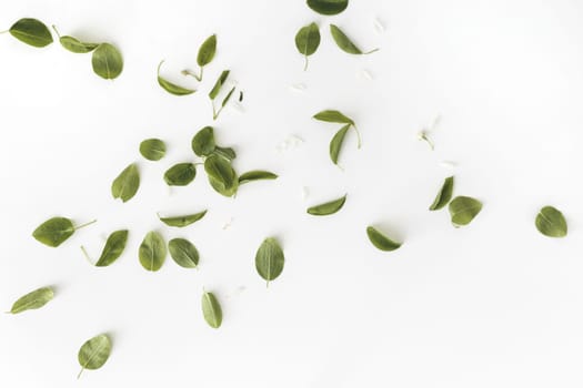 Green leaves and petals flat lay on white background. Spring composition.