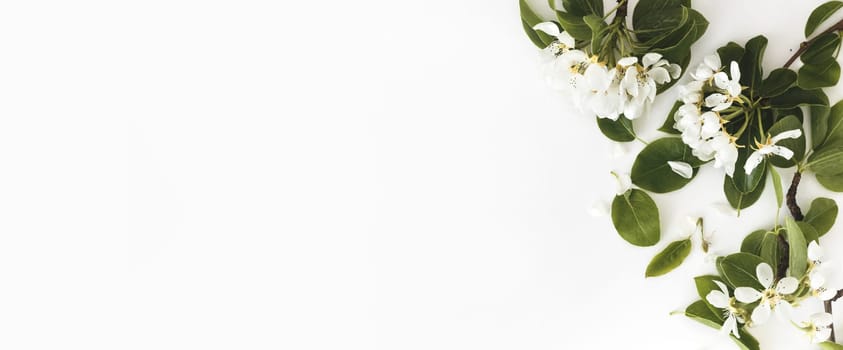 Spring composition. Blooming spring pear branches on a white background, floral frame, top view, flat layout. Spring concept