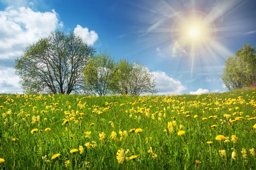 Field with yellow dandelions and blue sky