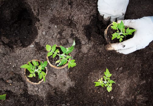 Hands putting tomato seedling into the soil