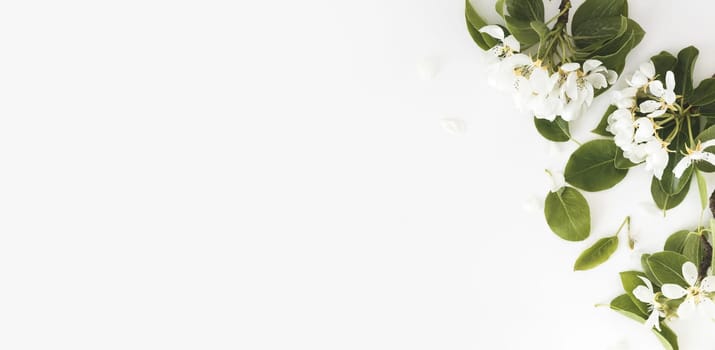 Blooming spring pear branches on a white background, floral frame, top view, flat layout. Spring concept.