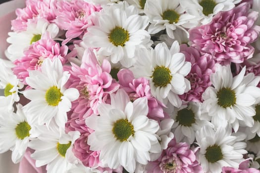 Background of bright white and pink chrysanthemum flowers. Close-up view