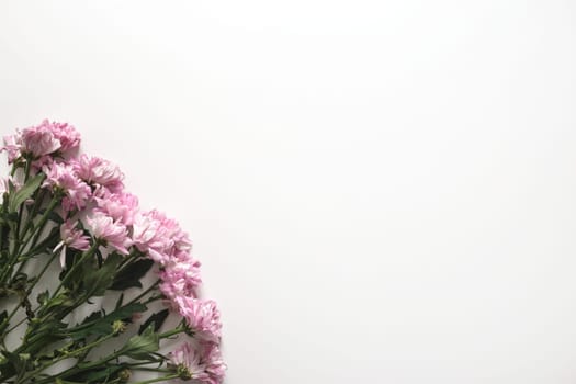Pink golden-daisy flowers isolated on white background with copy space.
