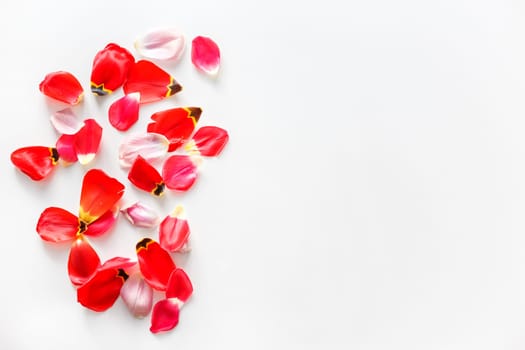 Flowers background made of tulip flower petals. Flat lay. Isolated on white.
