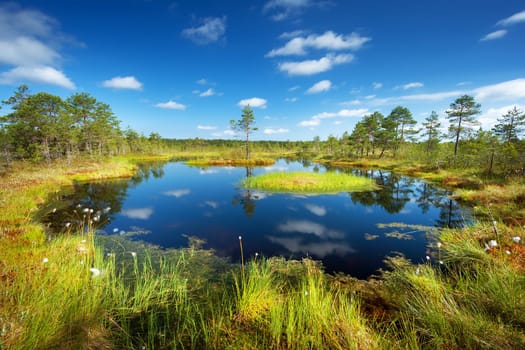 Viru bogs at Lahemaa national park in summer