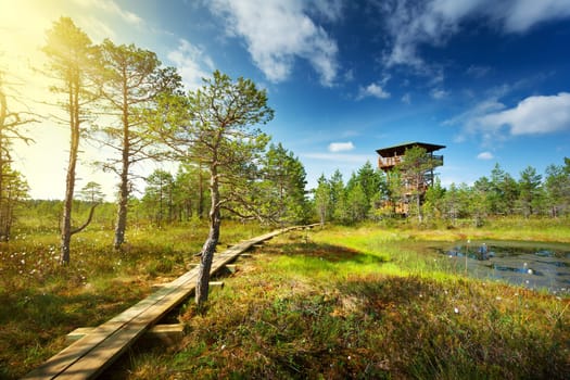 Viru bogs at Lahemaa national park in summer. Wooden path for hiking in sunny day