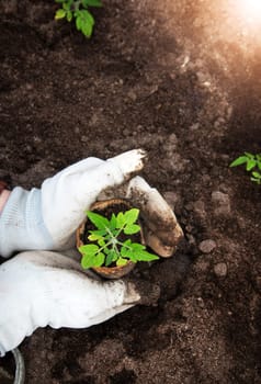 Hands putting tomato seedling into the soil