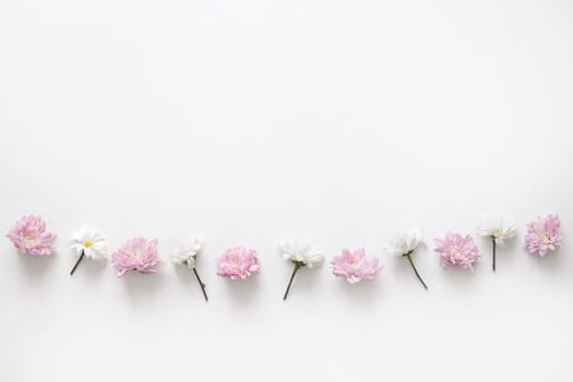 Flowers chrysanthemum row on white background. Flat lay, top view. Spring pastel background