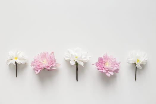 Flowers chrysanthemum row on white background. Flat lay, top view. Spring pastel background.