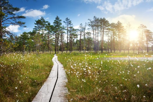 Viru bogs at Lahemaa national park in summer. Wooden path for hiking in sunny day