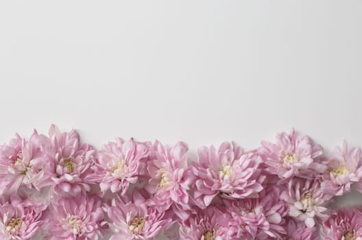 Floral border on white background. Chrysanthemum buds background.