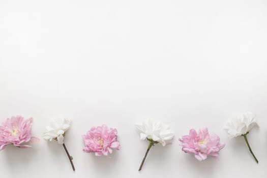 Flowers chrysanthemum row on white background. Flat lay, top view. Spring pastel background