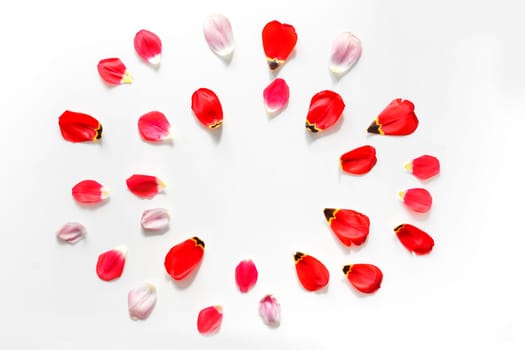 Round flowers background for blog, made of tulip flower petals. Flat lay. Isolated on white