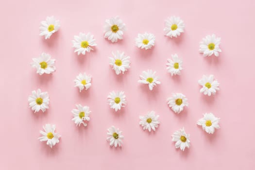 Plenty of white chrysanthemum flowers buds on pink. Spring, pure concept, fancy color. Flat lay, top view on pink