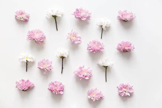Chrysanthemum pattern spring background, pure concept, fancy color. Flat lay, topview isolated on white.
