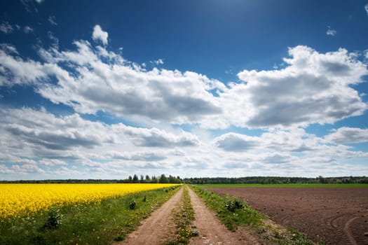 Gravel road near a field with beautiful rapeseed flowers
