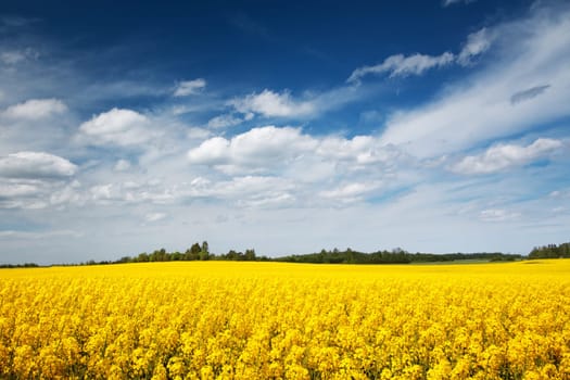 yellow rapeseed field with beautiul clouds in the sky