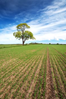 Beautiful lonely tree in spring on pature field