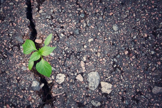 green plant growing from crack in asphalt