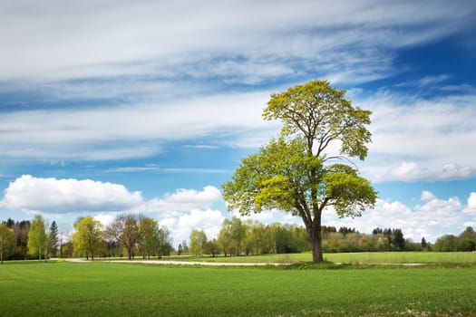 Beautiful lonely tree in spring on pature field