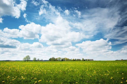 Field with yellow dandelions and blue sky