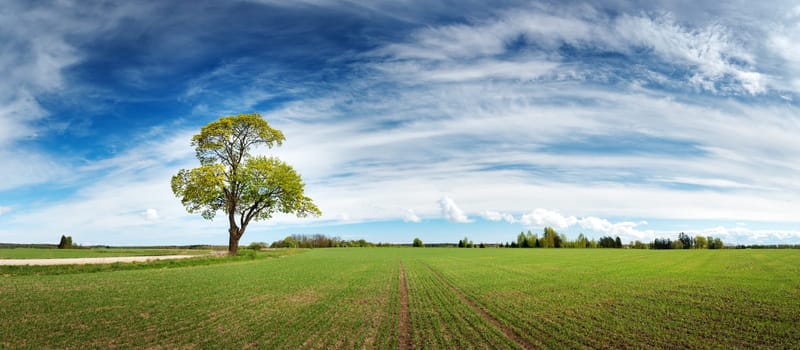 Beautiful lonely tree in spring on pature field