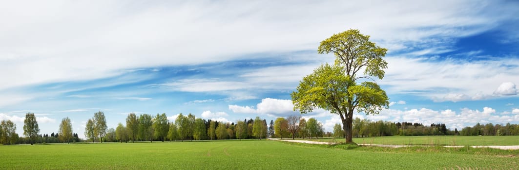 Beautiful lonely tree in spring on pature field
