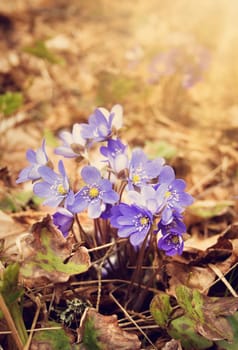 anemone hepatica flowers in the spring forest
