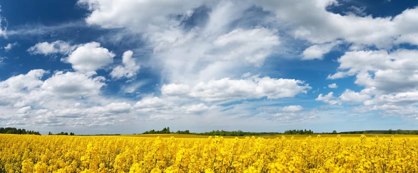 yellow rapeseed field panorama with beautiul sky