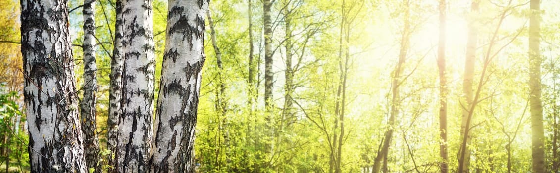 Blurred spring background with beautiful tree silhouettes and sunlight