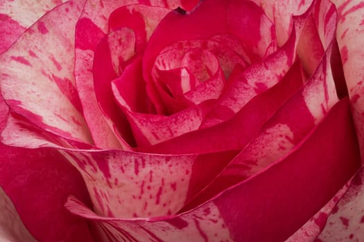 Rose Barracuda, close up and studio shot of beautiful flower