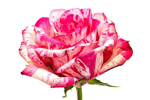Rose Barracuda, close up and studio shot of beautiful flower