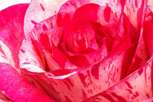 Rose Barracuda, close up and studio shot of beautiful flower