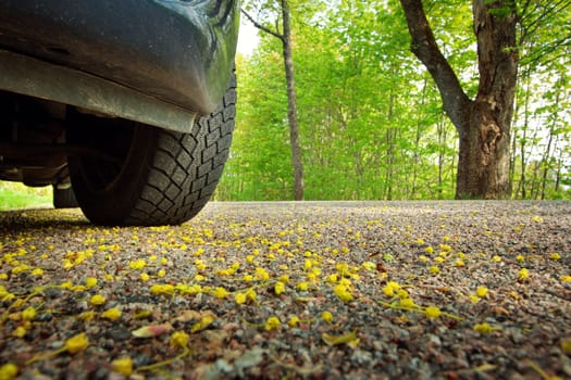 Car on asphalt road on spring day at park