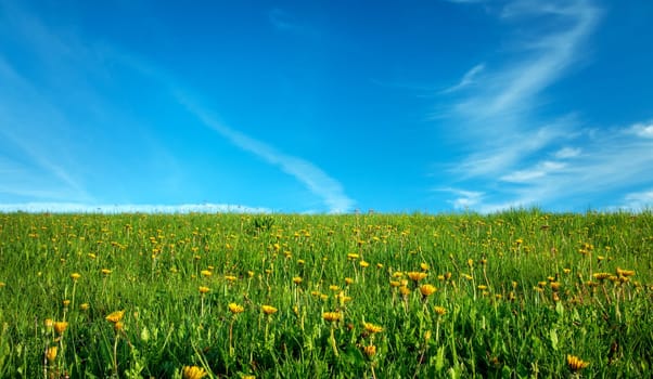 Field with yellow dandelions and blue sky