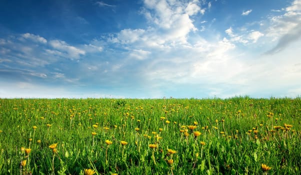 Field with yellow dandelions and blue sky