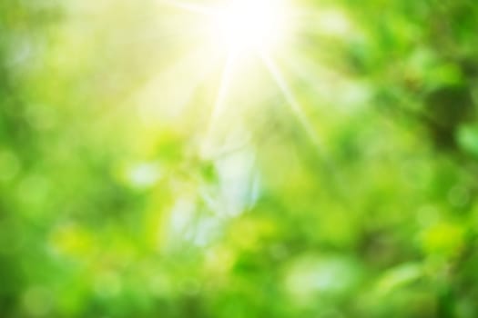Beautiful blurred green foliage background in summer