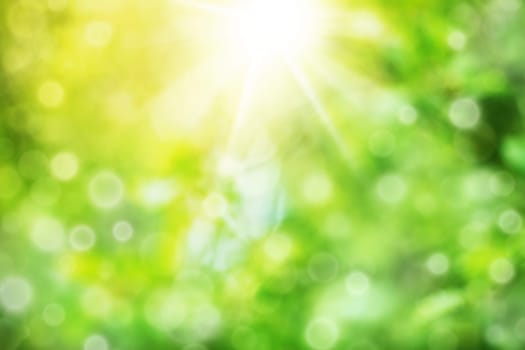 Beautiful blurred green foliage background in summer