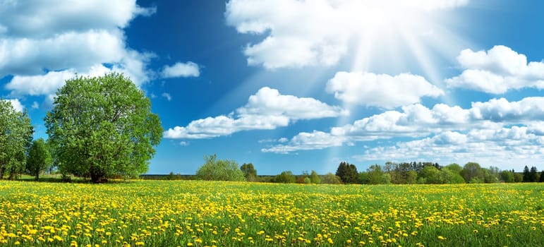 Field with yellow dandelions and blue sky