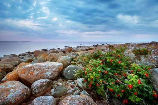 Rocky shores at the sea in sunset light. Lahemaa natural park coastal landscape with beautiful sky
