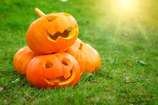 ripe pumpkins for halloween on green grass background