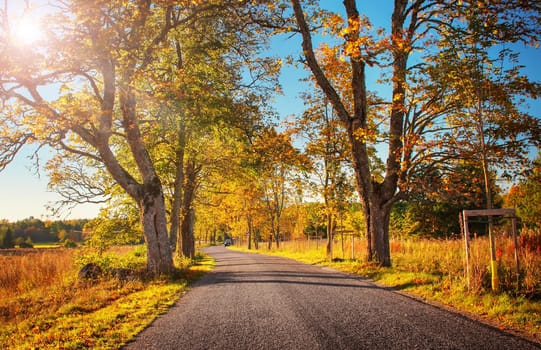 old asphalt road with beautiful trees on the sides in autumn