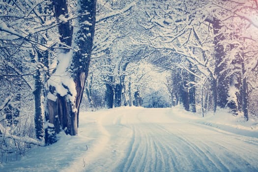 snowy alley in snowy winter morning at countryside