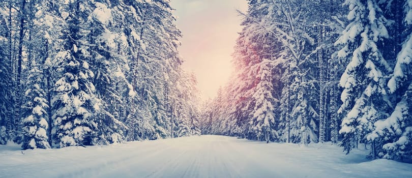 winter panorama on the road through coniferous forest