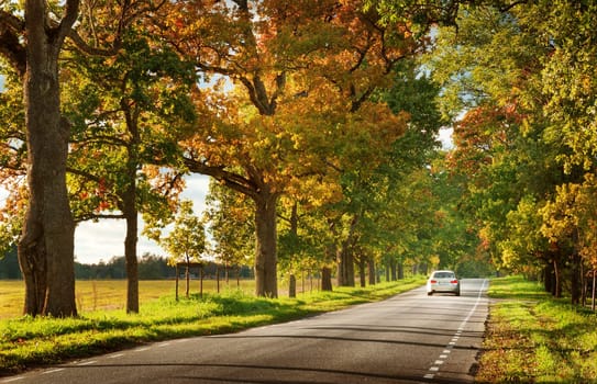 old asphalt road with beautiful trees on the sides in autumn
