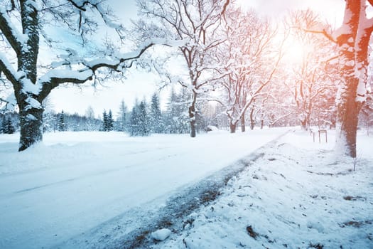 snow in winter on the road through alley with beautiful sunlight