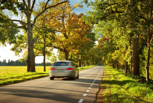 old asphalt road with beautiful trees on the sides in autumn
