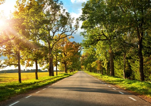 asphalt road with beautiful trees on the sides in autumn