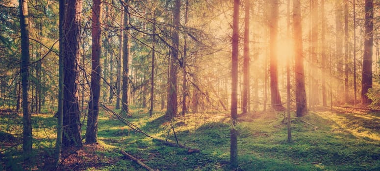 Lahemaa national park forest in september. Fir tree woods in early morning with beautiful sunlight